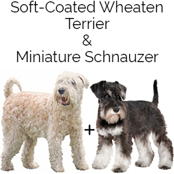 Soft Coated Wheatzer Dog